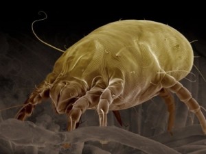 Create meme: mite, dust mites, Hillary Clinton