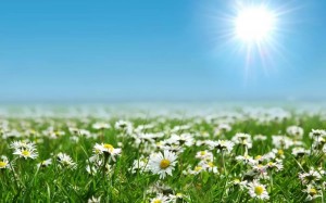 Create meme: field of daisies, background the field of daisies, chamomile field Wallpaper