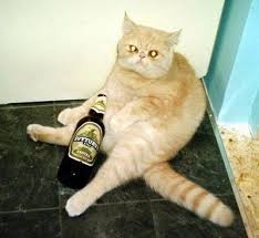 Пьяный Кот Фото