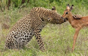 Создать мем: леопард и антилопа фотографии, леопард, животные дикие