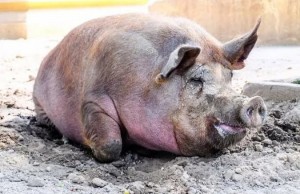 Create meme: boar, fat pig, dirty pig