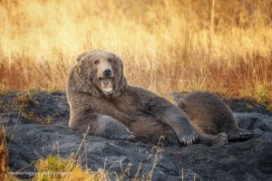 Create meme: brown bear, bear bear, brown bear in the woods
