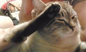 Create meme: cat meme, cat salutes, cat salutes