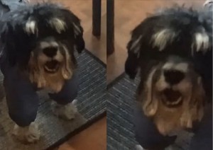 Create meme: dog Schnauzer