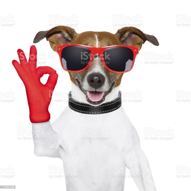Create meme: dog , Jack Russell Terrier , dog shows class