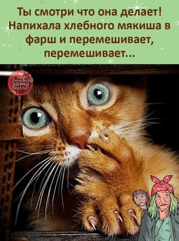 Create meme: the cat is scared, a cat with frightened eyes, funny cats 