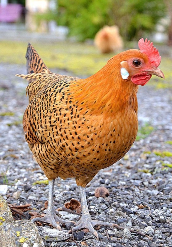 Create meme: grouse chickens, laying hens of the breed, breeds of laying hens