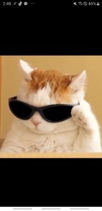 Создать мем: кот одевает очки, крутой кот, кот