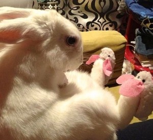 Create meme: the cute bunnies, rabbit