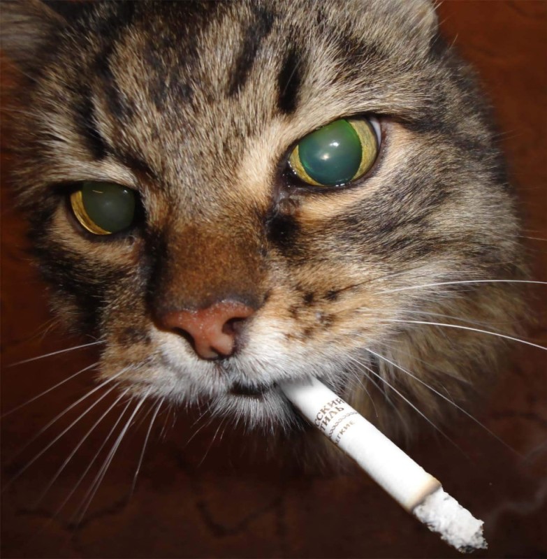 Create meme: cat with a cigarette, cat with a cigarette, cat with a cigar