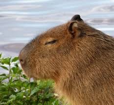Create meme: capybara is funny, the capybara is large, white capybara