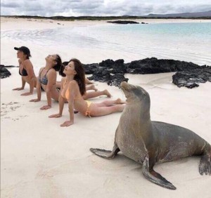 Создать мем: морской лев и тюлень, галапагосы, девушка и морской котик