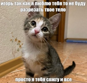 Создать мем: любимые животные, кошка, котик