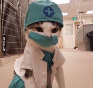 Создать мем: cat meme, доктор кот, doctor cat