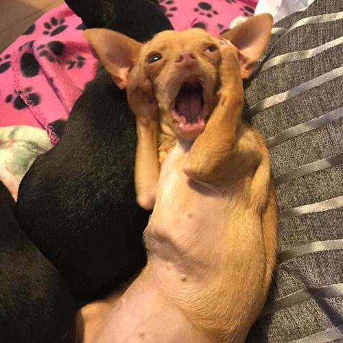 Create meme: Chihuahua funny, dog, dog