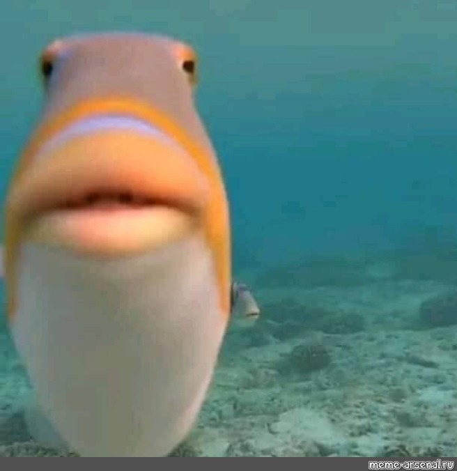 Создать мем: рыба из мемов, рыбка, fish