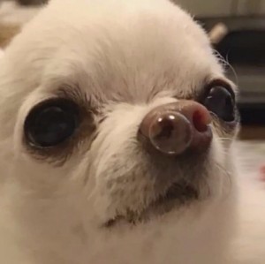 Create meme: animal, dog, dog with a bubble from his nose