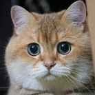 Create meme: cat , British Golden chinchilla, golden chinchilla cat