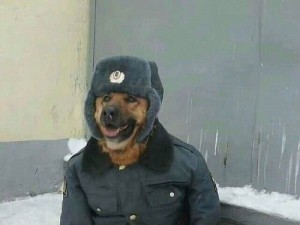 Создать мем: собака полицейский мем, собака в, собака мент