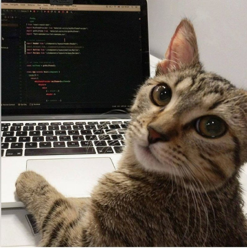 Create meme: The cat is a programmer, cat programmer, The cat is a 1c programmer