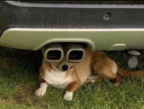Создать мем: собака в машине, собака следит, животные в машине
