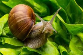 Create meme: snail, the snail Achatina