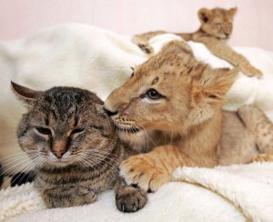Создать мем: детеныши зверей, лев львица и львенок семья, львенок котенок