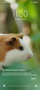 Create meme: Guinea pig