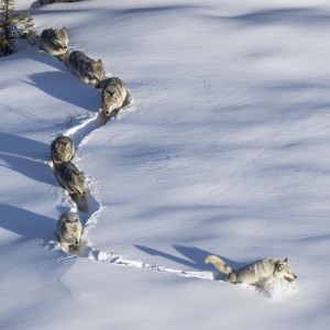 Create meme: wolf track pictures, snow wolf, the man lying on the snow