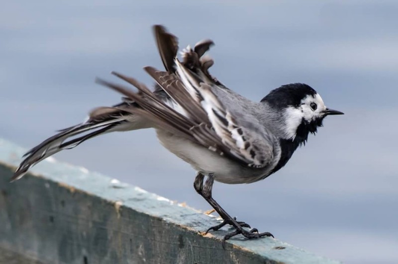 Create meme: white Wagtail, wagtail bird, The wagtail bird