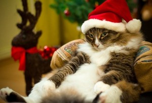 Create meme: Christmas cats, christmas cat, cat and new year