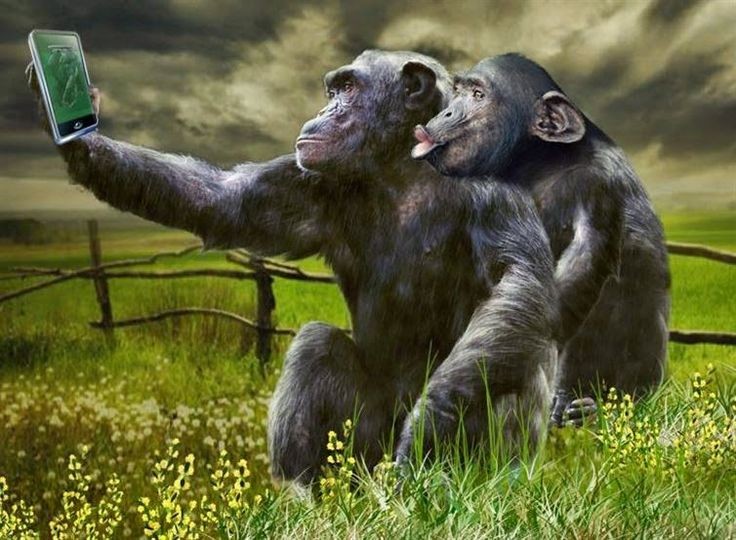 Создать мем: обезьянка под дождем, шимпанзе род, шимпанзе бонобо