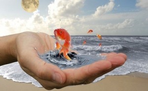 Create meme: fulfillment of desires, goldfish wish-fulfillment sifco, the goldfish grants wishes