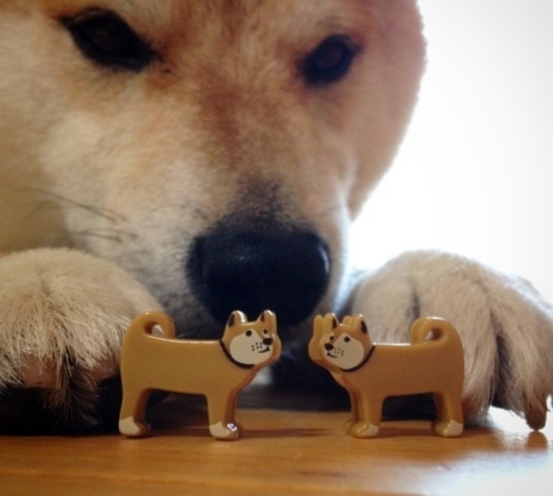 Create meme: dog Shiba inu, meme with dog bites, dog bites