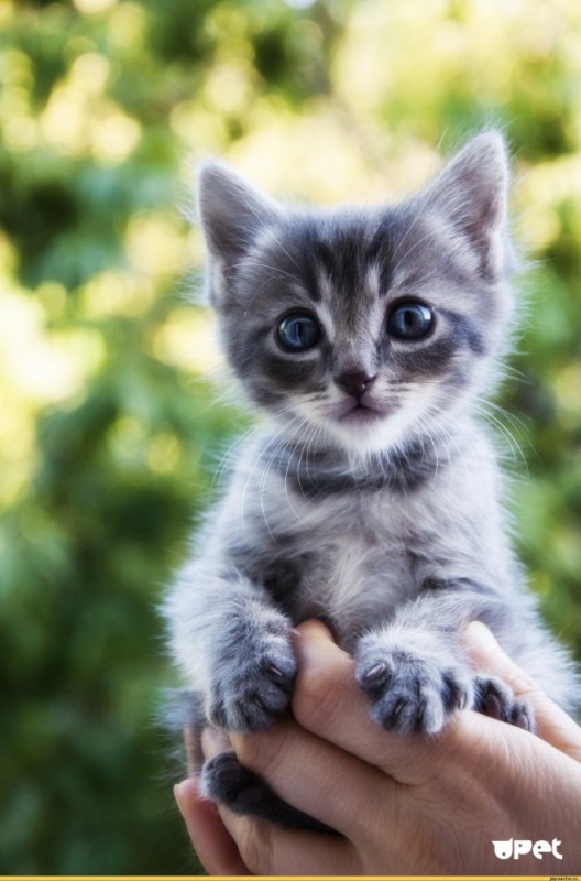 Create meme: cute cats , cute kittens, grey kitten 
