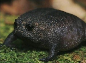 Create meme: sad black toad, black rain frog, black rain frog breviceps fuscus
