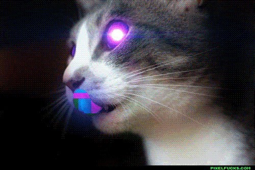 Create meme: cat , purple cat, cat 