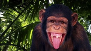 Create meme: monkeys, monkey big, monkey