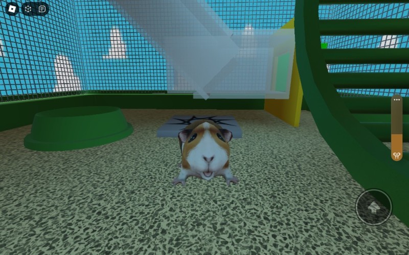 Create meme: guinea pig simulator, hamsters game, Darwin's Mission game