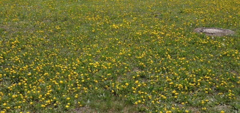 Create meme: lawn weeds buttercup, stunted grass, dandelion field weed