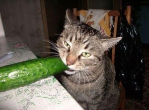 Create meme: cat, the cat and cucumber
