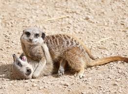Create meme: little meerkat, meerkat , kalahari meerkats