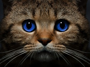 Создать мем: cat, глаза кошки, кошки cats