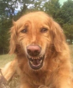 Create meme: smiling dog meme, meme red dog smiling, stoned red dog meme