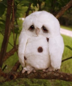 Создать мем: cute owl, печалька, совы