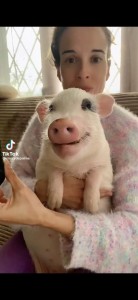 Создать мем: милый поросенок, свинка милая, свинка улыбается