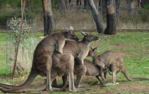 Create meme: Vkontakte Australia horror, all the horrors of Australia, animal sex pictures