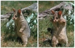 Create meme: amazing animals, marsupials, marsupial animals of Australia