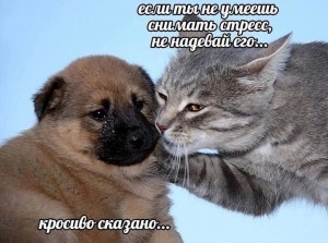 Создать мем: кошка, кошка и собака любовь, кот