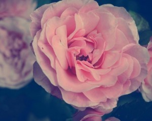 Create meme: flowers, flowers vintage photo, pink flowers
